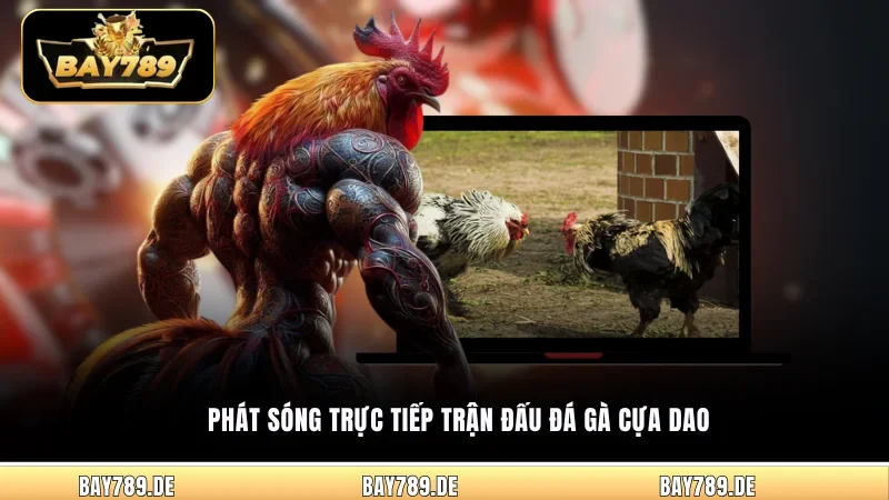 Phát sóng trực tiếp trận đấu đá gà cựa dao